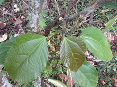 Alchornea latifolia