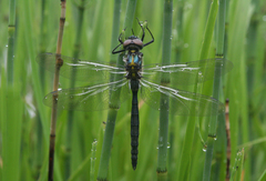 Somatochlora exuberata