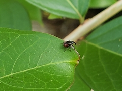 Anthonomus suturalis