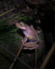 Bokermannohyla hylax