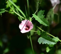 Pavonia revoluta