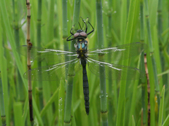 Somatochlora exuberata