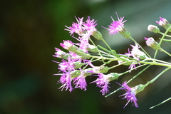 Vernonanthura nudiflora