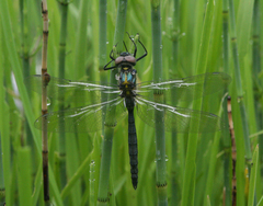 Somatochlora exuberata