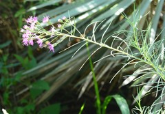 Vernonanthura nudiflora