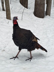 Meleagris gallopavo