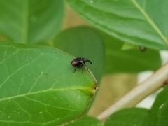 Anthonomus suturalis