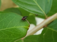 Anthonomus suturalis