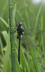 Somatochlora exuberata