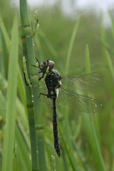 Somatochlora exuberata