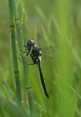 Somatochlora exuberata