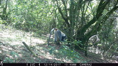 Cercopithecus mitis erythrarchus