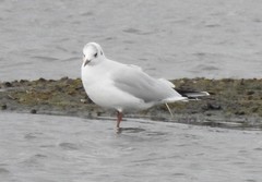 Chroicocephalus ridibundus