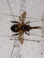 Anthophora affinis