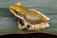 Polypedates cruciger