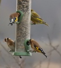 Carduelis carduelis