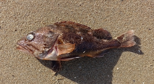 Patagonian redfish (Sebastes oculatus) — Sebastidae — 2