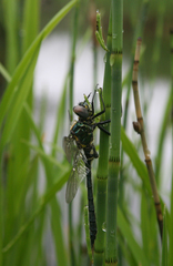 Somatochlora exuberata