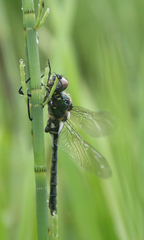 Somatochlora exuberata