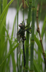 Somatochlora exuberata