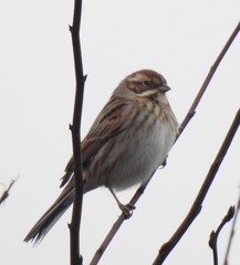 Emberiza schoeniclus