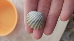 Acanthocardia paucicostata
