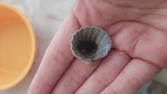 Acanthocardia paucicostata