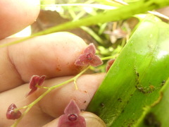Stelis argentata