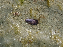 Brachidontes rodriguezii
