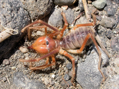 Galeodidae