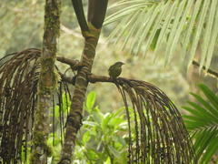 Ampelioides tschudii