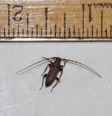 Opsimus quadrilineatus