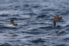 Puffinus subalaris