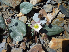 Ranunculus cabrerensis