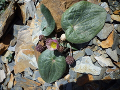 Ranunculus cabrerensis