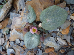 Ranunculus cabrerensis