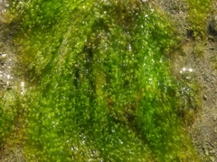 Ulva fasciata