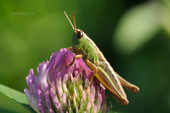 Pseudochorthippus parallelus