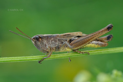 Pseudochorthippus parallelus