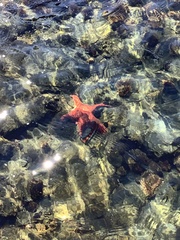 Evasterias troschelii