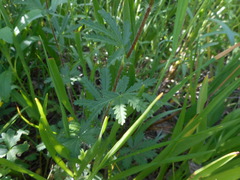 Potentilla pedata
