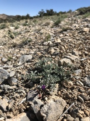 Penstemon thompsoniae