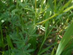 Potentilla pedata
