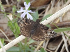 Erynnis juvenalis