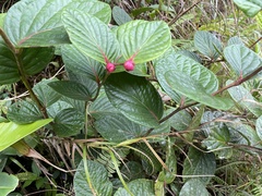 Cavendishia axillaris