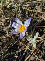 Crocus tauricus