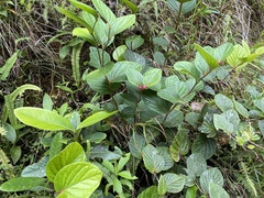 Cavendishia axillaris