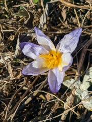 Crocus tauricus
