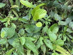 Cavendishia axillaris