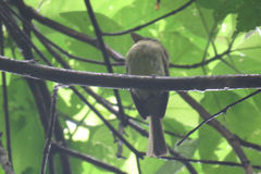 Rhynchocyclus olivaceus